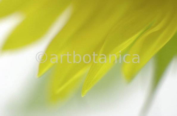 Sonnenblume-Helianthus-annuus-10