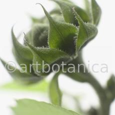 Sonnenblume-Helianthus-annuus-17