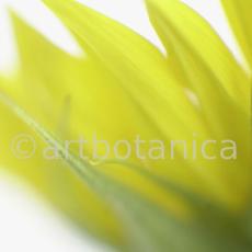 Sonnenblume-Helianthus-annuus-13