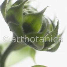 Sonnenblume-Helianthus-annuus-21