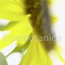 Sonnenblume-Helianthus-annuus-3