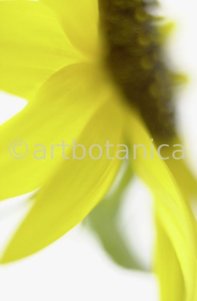 Sonnenblume-Helianthus-annuus-2