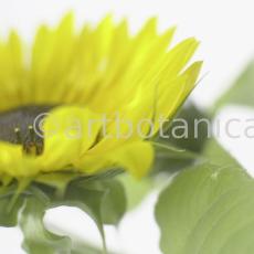 Sonnenblume-Helianthus-annuus-4