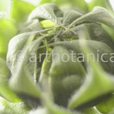 Sonnenblume-Helianthus-annuus-19