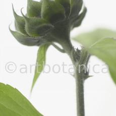 Sonnenblume-Helianthus-annuus-20