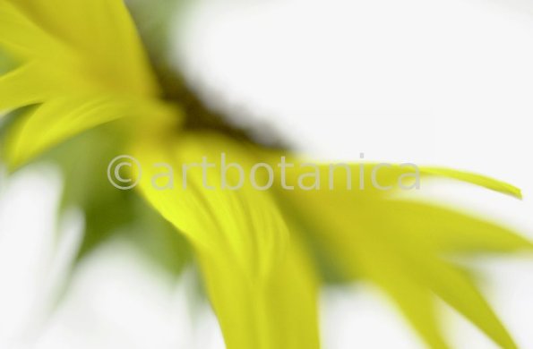 Sonnenblume-Helianthus-annuus-8