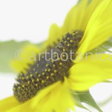 Sonnenblume-Helianthus-annuus-5