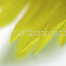 Sonnenblume-Helianthus-annuus-10