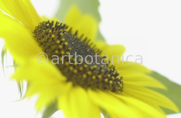 Sonnenblume-Helianthus-annuus-7