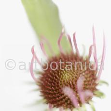 Sonnenhut-2--Echinacea-pallida-21