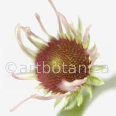 Sonnenhut-2--Echinacea-pallida-19