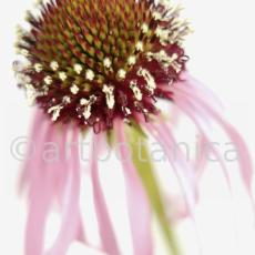 Sonnenhut-2--Echinacea-pallida-10