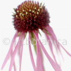 Sonnenhut-2--Echinacea-pallida-2