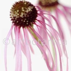 Sonnenhut-2--Echinacea-pallida-12