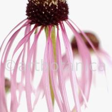 Sonnenhut-2--Echinacea-pallida-13