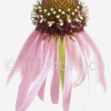Sonnenhut-2--Echinacea-pallida-9