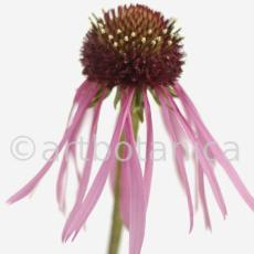 Sonnenhut-2--Echinacea-pallida-5