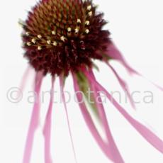 Sonnenhut-2--Echinacea-pallida-1