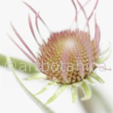 Sonnenhut-2--Echinacea-pallida-23