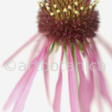 Sonnenhut-2--Echinacea-pallida-8