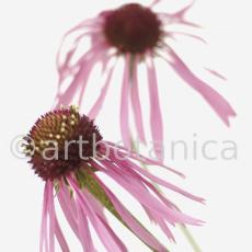 Sonnenhut-2--Echinacea-pallida-4