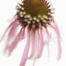 Sonnenhut-2--Echinacea-pallida-15