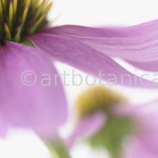 Sonnenhut-Echinacea-angustifolia-13