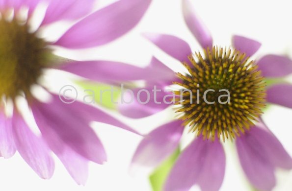 Sonnenhut-Echinacea-angustifolia-30