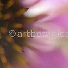Sonnenhut-Echinacea-angustifolia-7