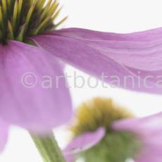 Sonnenhut-Echinacea-angustifolia-25