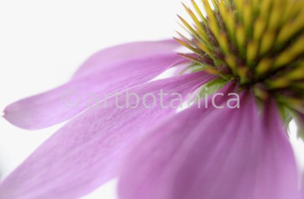 Sonnenhut-Echinacea-angustifolia-27