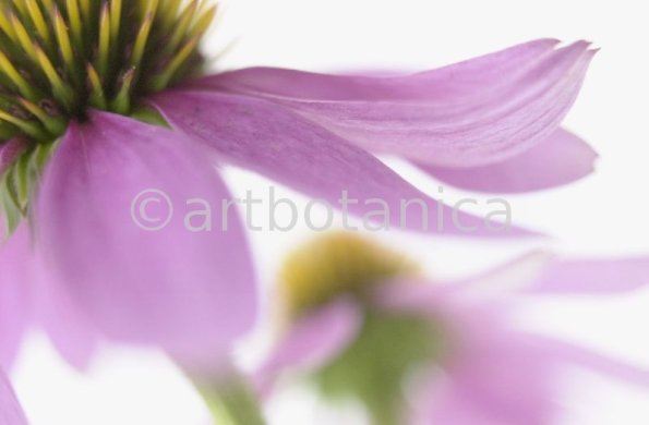 Sonnenhut-Echinacea-angustifolia-13