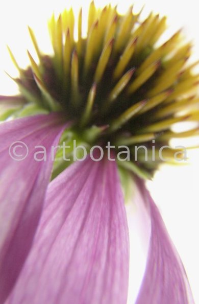 Sonnenhut-Echinacea-angustifolia-1