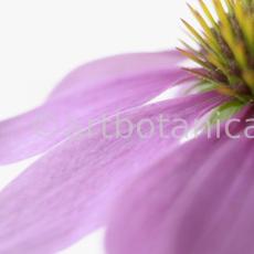Sonnenhut-Echinacea-angustifolia-15