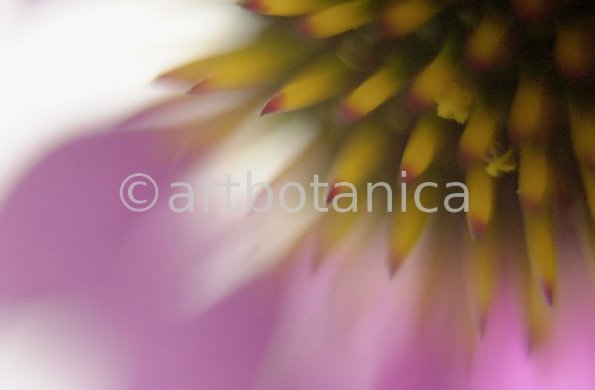 Sonnenhut-Echinacea-angustifolia-10
