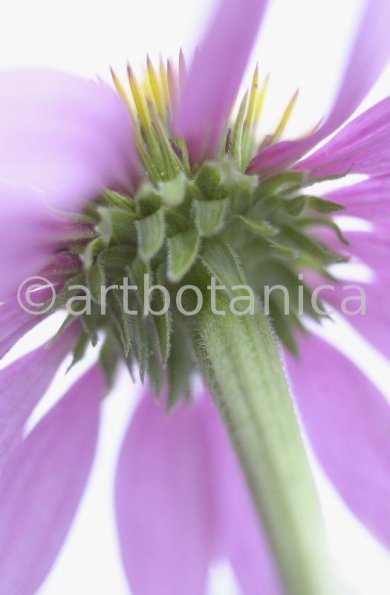 Sonnenhut-Echinacea-angustifolia-28