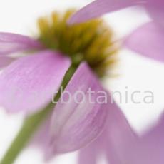 Sonnenhut-Echinacea-angustifolia-12