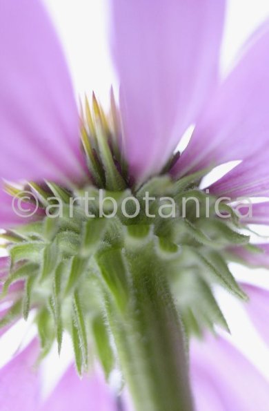 Sonnenhut-Echinacea-angustifolia-29