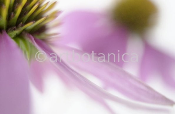 Sonnenhut-Echinacea-angustifolia-18