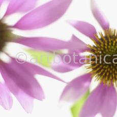 Sonnenhut-Echinacea-angustifolia-30