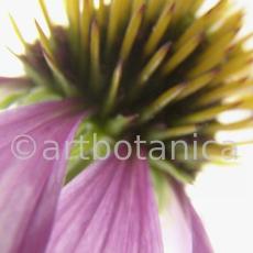 Sonnenhut-Echinacea-angustifolia-1