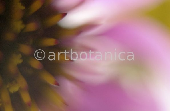 Sonnenhut-Echinacea-angustifolia-7