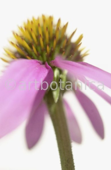 Sonnenhut-Echinacea-angustifolia-32