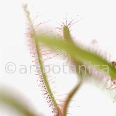 Sonnentau-Drosera-rotundifolia-4