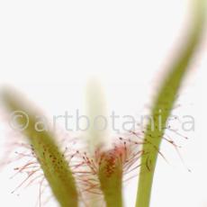 Sonnentau-Drosera-rotundifolia-6