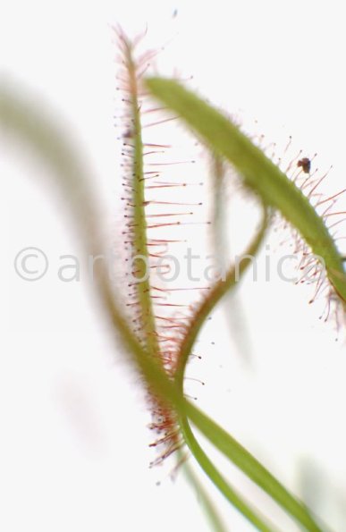 Sonnentau-Drosera-rotundifolia-2