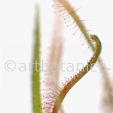 Sonnentau-Drosera-rotundifolia-5