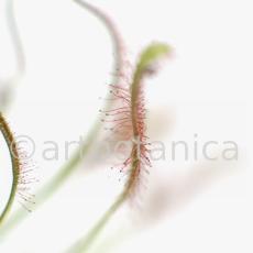 Sonnentau-Drosera-rotundifolia-1