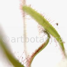 Sonnentau-Drosera-rotundifolia-7