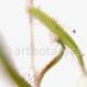 Sonnentau-Drosera rotundifolia
